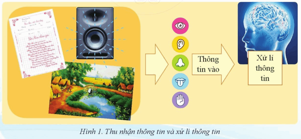 Tin học 6 Chủ đề A Bài 1 Xử lí thông tin